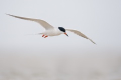 Forster's Tern