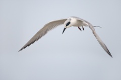 Forster's Tern