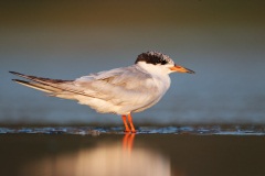 Forster's Tern