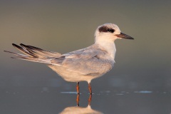 Forster's Tern