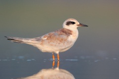 Forster's Tern