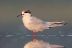 Forster's Tern