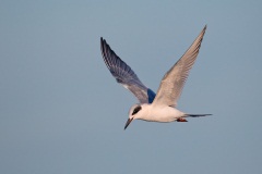 Forster's Tern