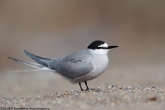 Aleutian Tern