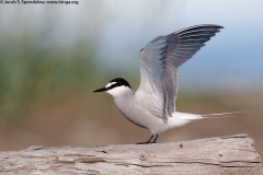 Aleutian Tern