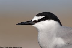 Aleutian Tern