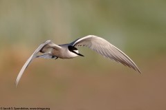 Aleutian Tern