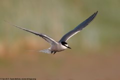 Aleutian Tern