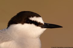 Aleutian Tern