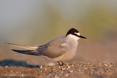 Aleutian Tern