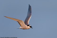 Aleutian Tern