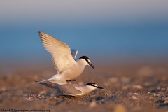 Aleutian Tern