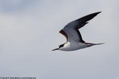 Sooty Tern