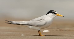 Least Tern