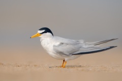 Least Tern