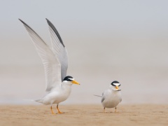 Least Tern