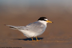 Least Tern