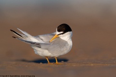 Least Tern