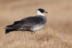 Pomarine Jaeger