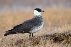 Pomarine Jaeger