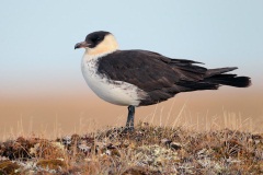 Pomarine Jaeger