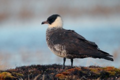 Pomarine Jaeger