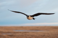 Pomarine Jaeger