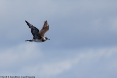 Pomarine Jaeger