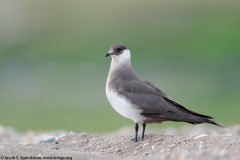 Parasitic Jaeger