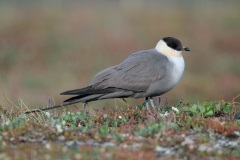 Long-tailed Jaeger