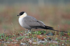 Long-tailed Jaeger