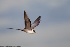 Long-tailed Jaeger