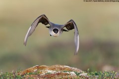 Long-tailed Jaeger