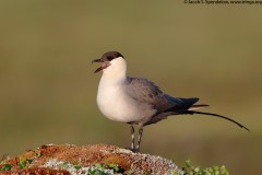 Long-tailed Jaeger