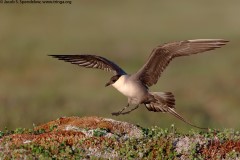 Long-tailed Jaeger