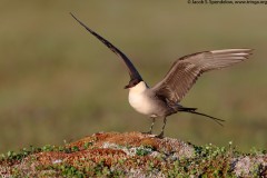 Long-tailed Jaeger