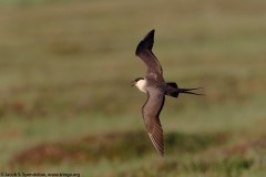 Long-tailed Jaeger