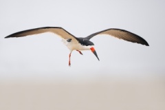 Black Skimmer