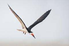 Black Skimmer