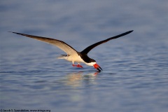 Black Skimmer