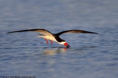 Black Skimmer