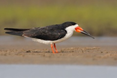 Black Skimmer