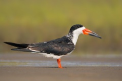 Black Skimmer