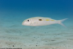 Square-spot Goatfish