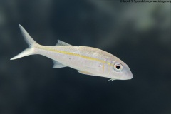 Yellowfin Goatfish