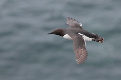 Common Murre