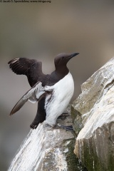 Common Murre