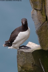 Common Murre