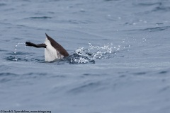 Common Murre