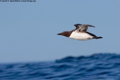 Common Murre